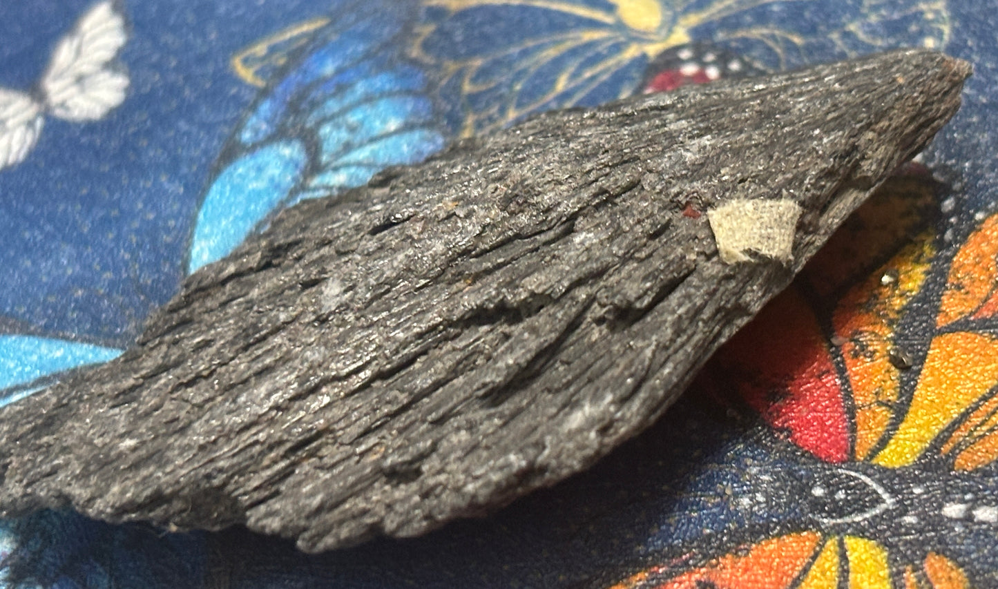 πΉπππ‘π©ππππ πππ’πππππππ